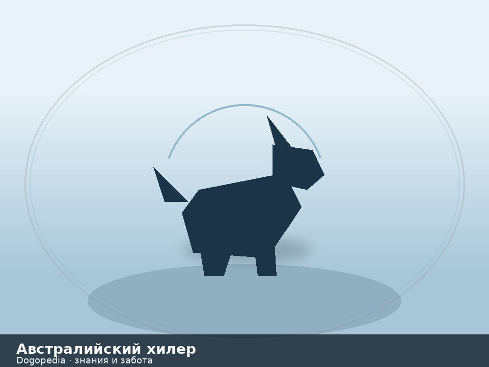 Австралийский хилер — иллюстрация Dogopedia