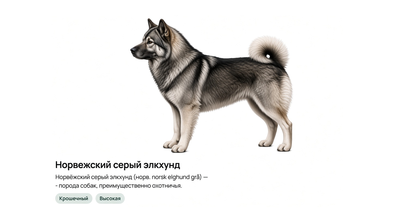 Норвежский серый элкхунд — энциклопедичный профиль