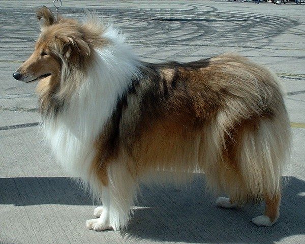 Длинношёрстный колли